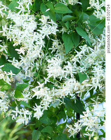 Senninensou（日本鐵線蓮屬）：hermital herb 8510714