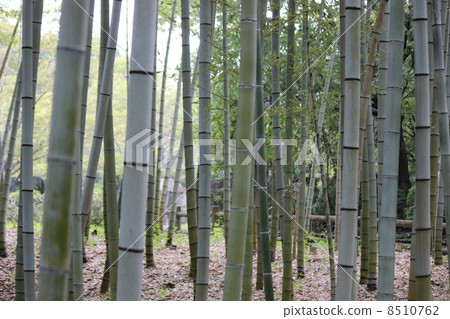  竹林 8510762
