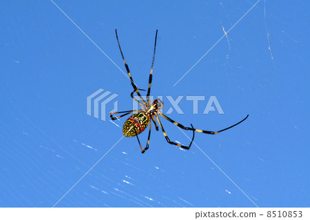 Spider 8510853