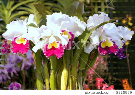 Cattleya's display (World Rans exhibition) 8510959