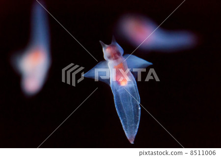 Clione 8511006