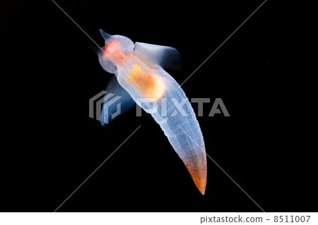 Clione 8511007