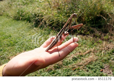 Mantis Mantis 8511170