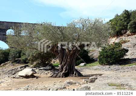 Pont du Gard渡槽橄欖木 8511224