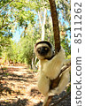 Sifaka 8511262