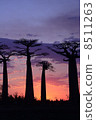 Baobab 8511263