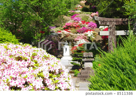 Yutoku Inari神社的杜鵑花園 Yutoku Inari神社的杜鵑花園 8511386