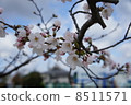 cherry blossom, cherry tree, botanic 8511571