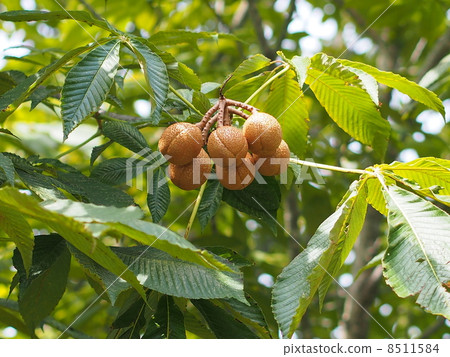 Fruit of Tinon Fruit of Tinon 8511584