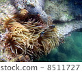 銀蓮花魚 8511727