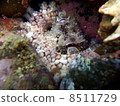 章魚 8511729