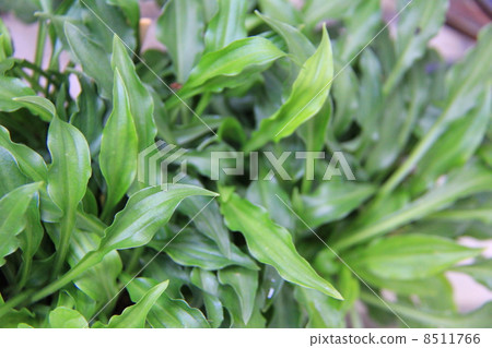 Yakushima Gibouchi 8511766