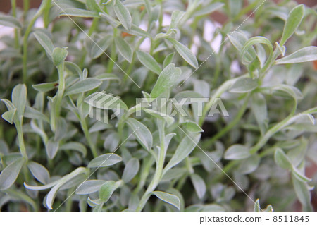 Garden plants Garden plants 8511845