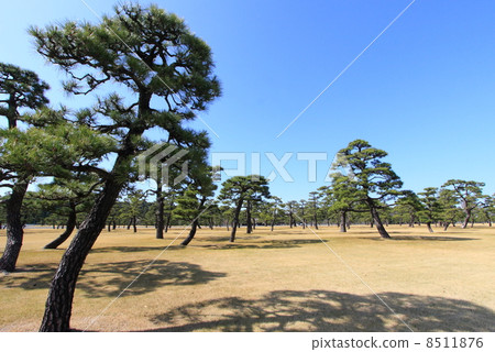 Pine tree Pine tree 8511876
