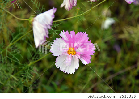 紅色和白色的宇宙 紅色和白色的宇宙 8512336