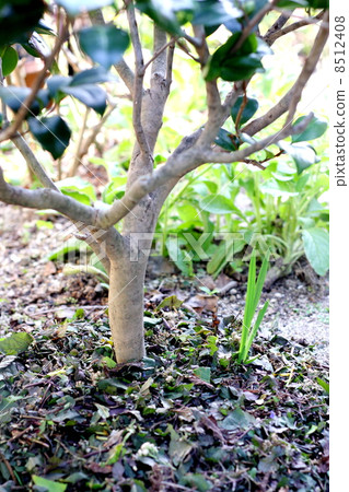 Mulching roots of garden trees with pruned branches 8512408