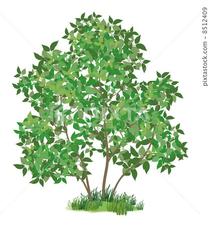 Lilac tree and green grass 8512409