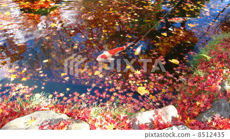 Carp in the pond where autumn leaves float Carp in the pond where autumn leaves float 8512435