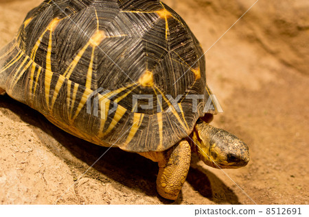 Tailored turtle 8512691