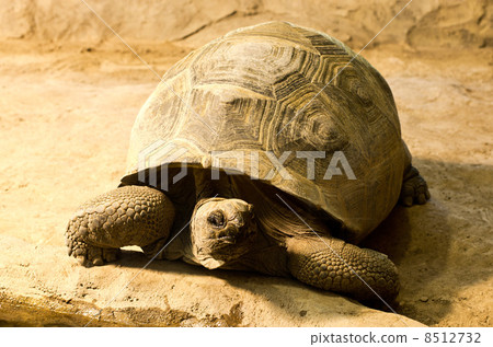 Aldabra giant tortoise 8512732