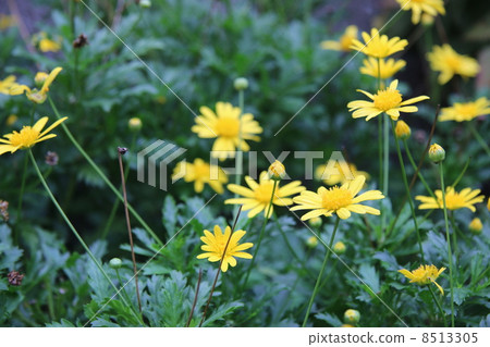 小花 小花 8513305