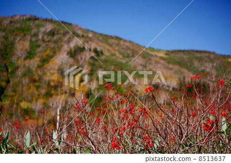 Rowan berries Rowan berries 8513637