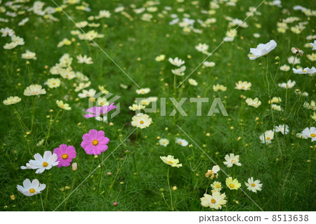 Cosmos field Cosmos field 8513638