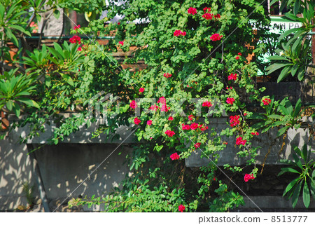 Pelagonium flower plant green leaf red peach cold hot tropical Indonesia Bali gardening outdoor 8513777