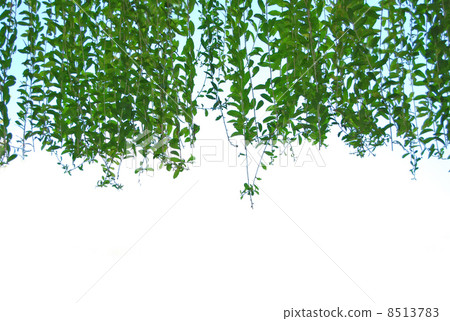 綠葉,植物,新鮮的綠色,自然,風景,夏天,南國,南國圖像,南島,天空藍的天空樹,度假村,巴厘島,印度尼西亞,東南亞,國外,亞洲度假村,葉,巴厘島,天空,藍藍的天空,夏天形象,熱,異國情調,旅行 綠葉,植物,新鮮的綠色,自然,風景,夏天,南國,南國圖像,南島,天空藍的天空樹,度假村,巴厘島,印度尼西亞,東南亞,國外,亞洲度假村,葉,巴厘島,天空,藍藍的天空,夏天形象,熱,異國情調,旅行 8513783