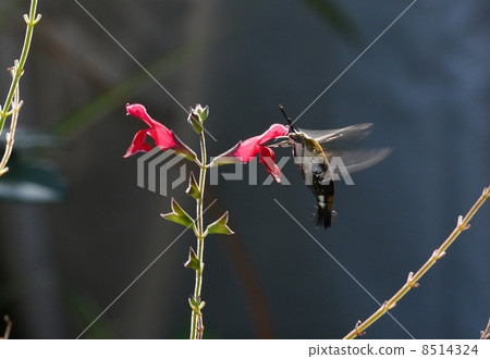 Ooskashiba吮吸櫻桃鼠尾草花蜜在天空2 8514324