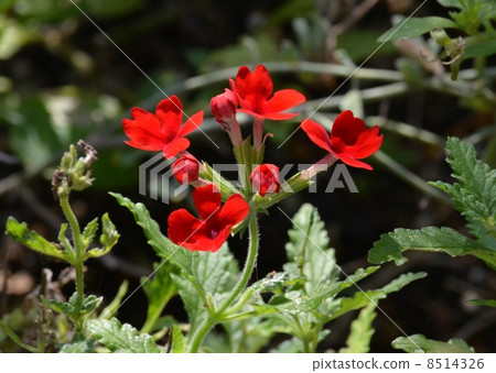 紅色的花朵 紅色的花朵 8514326