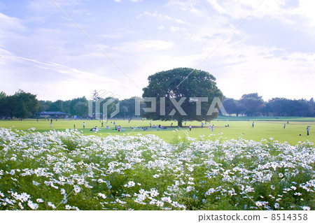 Cosmos blooming park Cosmos blooming park 8514358