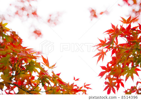 秋天的落葉 8514396