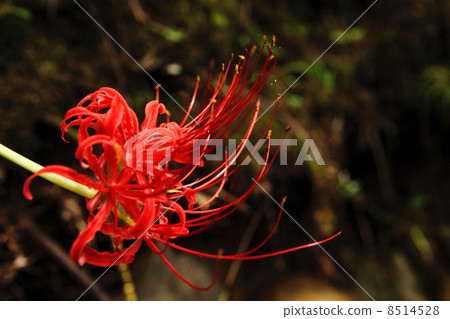 Red eyelashes Red eyelashes 8514528
