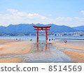嚴島神社在低潮Otorii 8514569