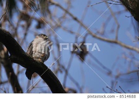 Tsumi ♀ Tsumi ♀ 8514688