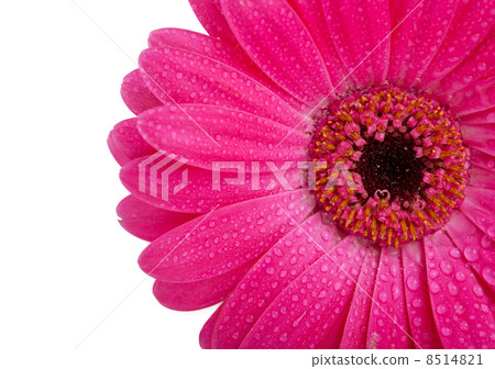 Gerbera 8514821