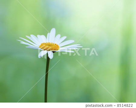 雛菊草原的一個輪子 雛菊草原的一個輪子 8514822