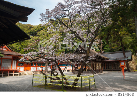 Yoshida Shrine lucky cherry tree 8514868