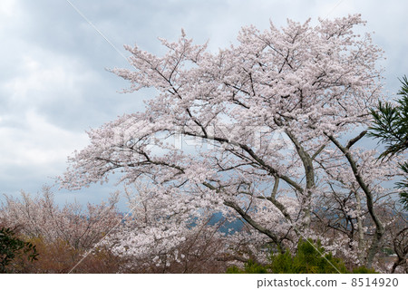 The cherry tree of Horinji Temple The cherry tree of Horinji Temple 8514920