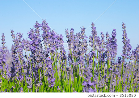 Lavender with blue Lavender with blue 8515080