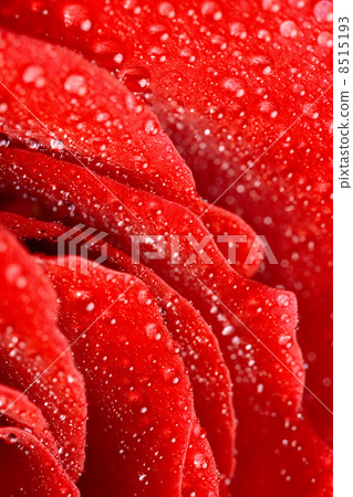 red rose red rose 8515193