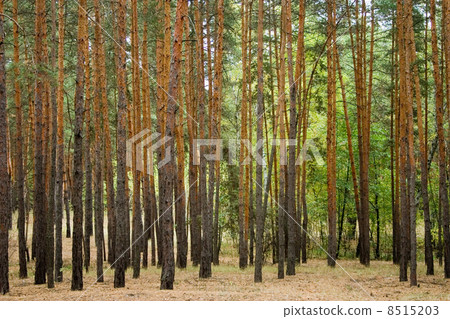 forest 8515203