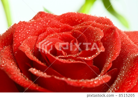 red rose red rose 8515205