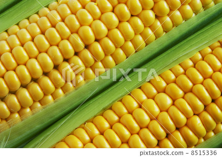 Corn on Cob Corn on Cob 8515336