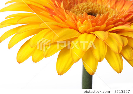 Yellow flower Yellow flower 8515337