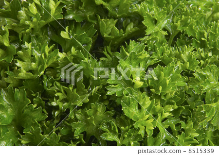 Fresh parsley Fresh parsley 8515339