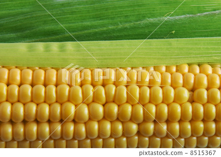 Corn on Cob Corn on Cob 8515367