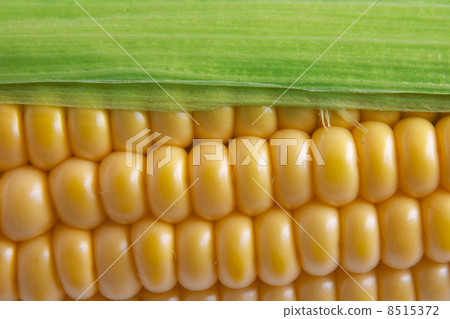 Corn on Cob Corn on Cob 8515372
