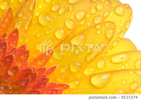 Water drop on flower Water drop on flower 8515374